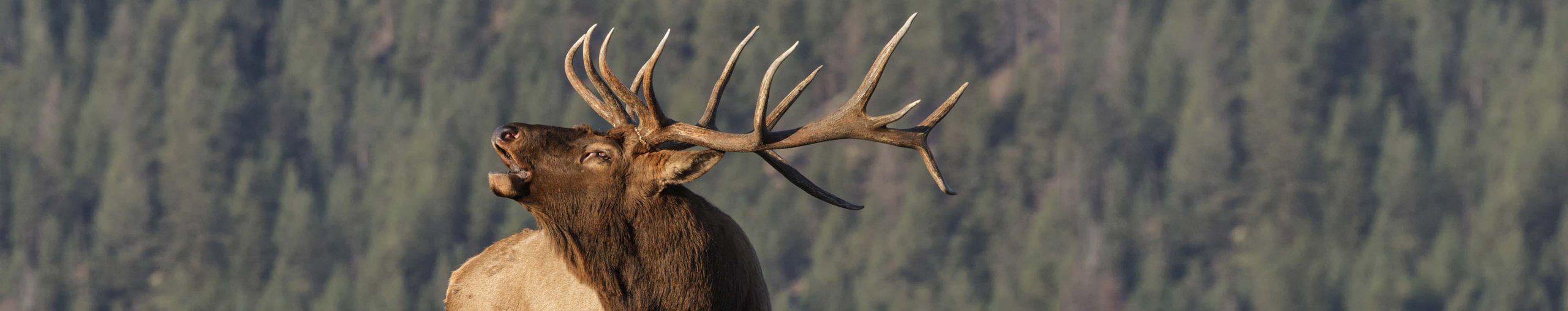 New Zealand Elk Hunts Trophy Elk Kaweka Hunting Lodge