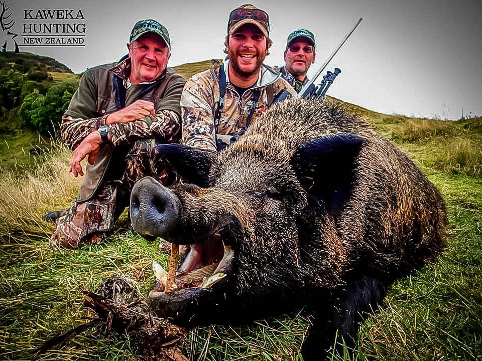new zealand wild boar hunts free range kaweka hunting