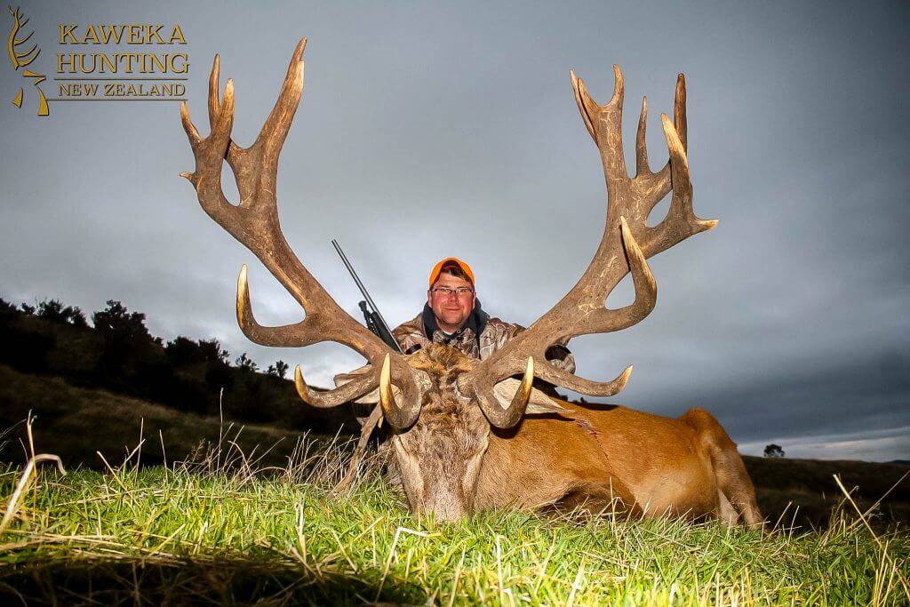 new zealand wild boar hunts free range kaweka hunting