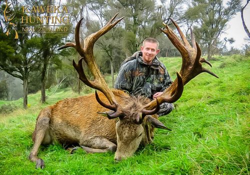 Giant Red Stag Hunts