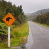 Kiwi Crossing Sign on a Casual Rainy Day in Westland, New Zealand